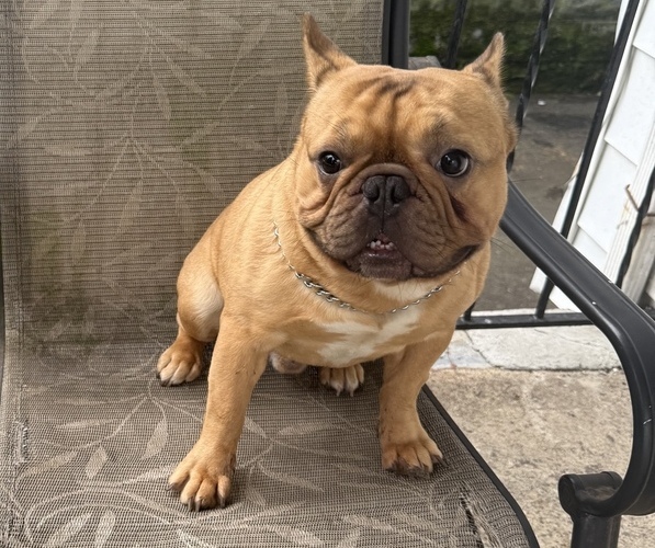 Medium Photo #1 French Bulldog Puppy For Sale in SAYREVILLE, NJ, USA