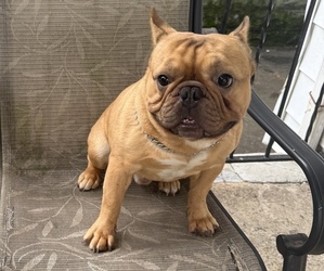 Father of the French Bulldog puppies born on 05/16/2025
