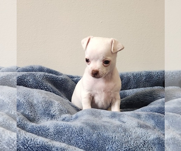Medium Photo #4 Chihuahua Puppy For Sale in RUSTBURG, VA, USA