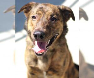 Boxer-Unknown Mix Dogs for adoption in Thief River Falls, MN, USA