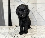 Small Photo #26 Aussiedoodle Puppy For Sale in LA CRESCENT, MN, USA