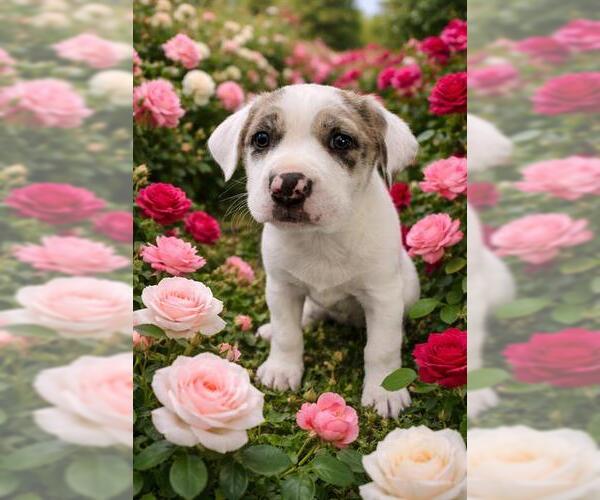 Medium Photo #1 Catahoula Leopard Dog-Unknown Mix Puppy For Sale in Globe, AZ, USA