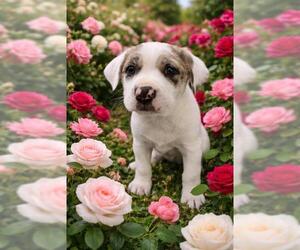 Catahoula Leopard Dog-Unknown Mix Dogs for adoption in Globe, AZ, USA