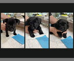 Small Pekehund