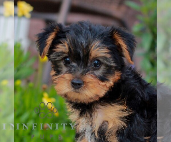 Medium Photo #2 Yorkshire Terrier Puppy For Sale in REINHOLDS, PA, USA