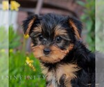 Kayla - Female Yorkshire Terrier Puppy for Sale - Photo #2