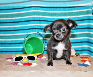 Chihuahua Litter for sale in CHARLESTON, AR, USA