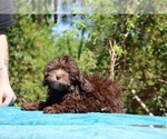 Small #13 ShihPoo