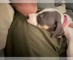 Small #3 American Staffordshire Terrier Mix