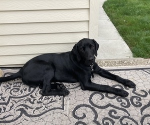 Labrador Retriever-Unknown Mix Puppy for sale in CLEVELAND, OH, USA