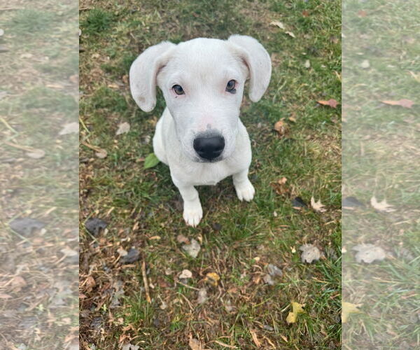 Medium Photo #5 American Pit Bull Terrier-Unknown Mix Puppy For Sale in Germantown, OH, USA