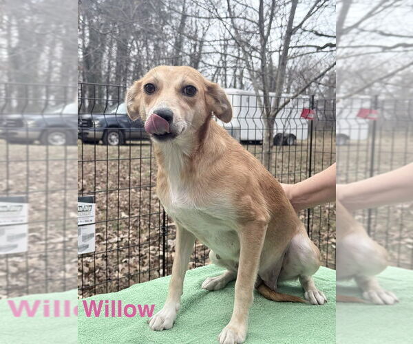 Medium Photo #1 Feist Terrier-Unknown Mix Puppy For Sale in Mooresville, NC, USA