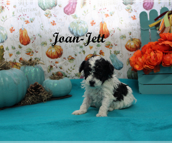 Medium Photo #12 Poodle (Toy) Puppy For Sale in CHANUTE, KS, USA