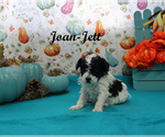 Small #11 Poodle (Toy)