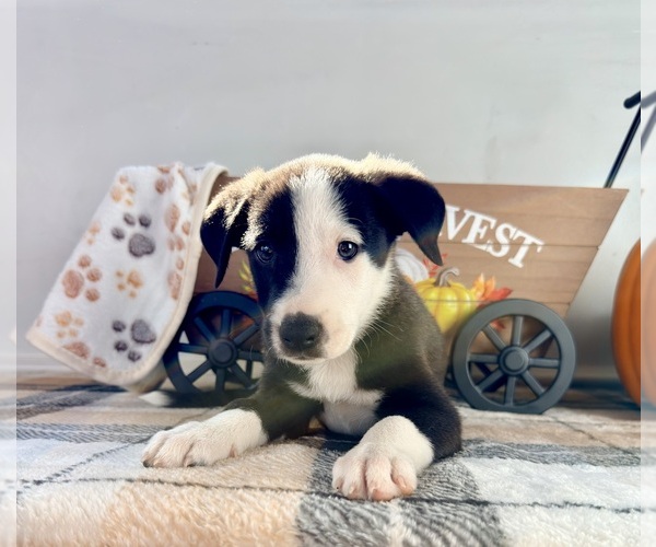 Medium Photo #2 Border Collie Puppy For Sale in GREENFIELD, IN, USA