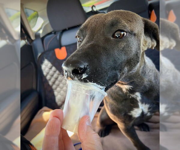 Medium Photo #2 Holland Shepherd-Unknown Mix Puppy For Sale in San Juan Capistrano, CA, USA