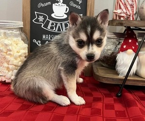 Alaskan Klee Kai Puppy for sale in WILLIAMSBURG, OH, USA