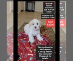 Small Havanese-Zuchon Mix