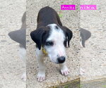 Small #3 Border Collie Mix