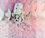 Small #7 Chihuahua
