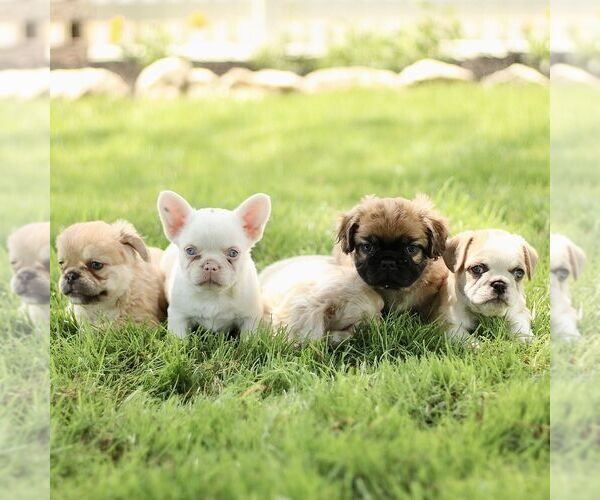 Medium Photo #2 French Bulldog Puppy For Sale in RONKS, PA, USA