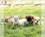 Small #1 French Bulldog