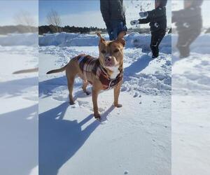 American Staffordshire Terrier Dogs for adoption in San Antonio, TX, USA