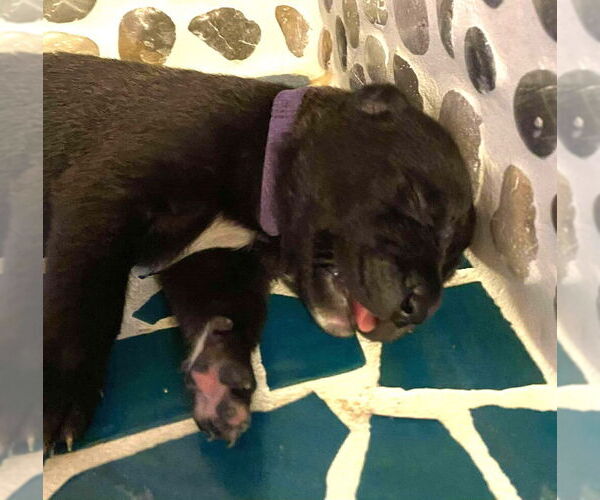 Medium Photo #10 Mutt Puppy For Sale in Imlay City, MI, USA