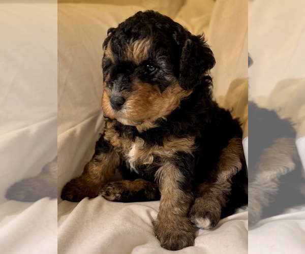 Medium Photo #42 Miniature Bernedoodle Puppy For Sale in AUBURNDALE, FL, USA