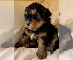 Small Photo #42 Miniature Bernedoodle Puppy For Sale in AUBURNDALE, FL, USA