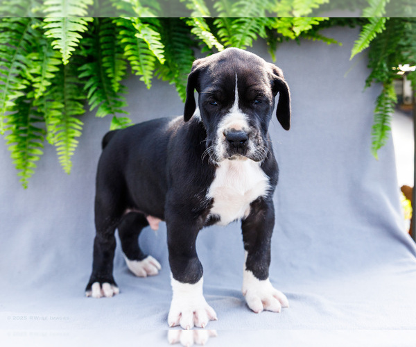 Medium Photo #1 Great Dane Puppy For Sale in WAKARUSA, IN, USA