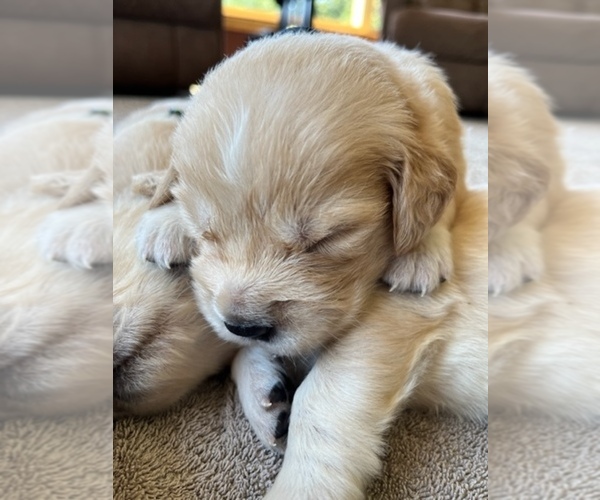 Medium Photo #2 Golden Retriever Puppy For Sale in BROAD BROOK, CT, USA