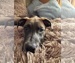 Small #1 American Pit Bull Terrier Mix