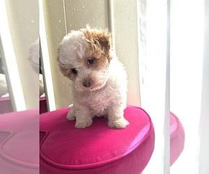 Maltipoo Puppy for sale in SAN BERNARDINO, CA, USA