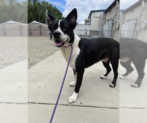 Border Collie-Unknown Mix Dogs for adoption in Palmetto, FL, USA