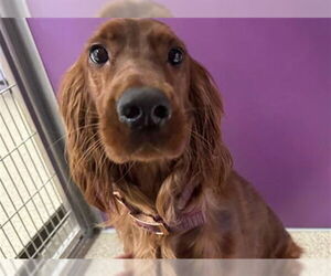 Irish Setter Dogs for adoption in Ames, IA, USA