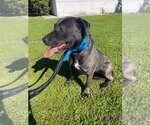 Small #2 Labrador Retriever Mix