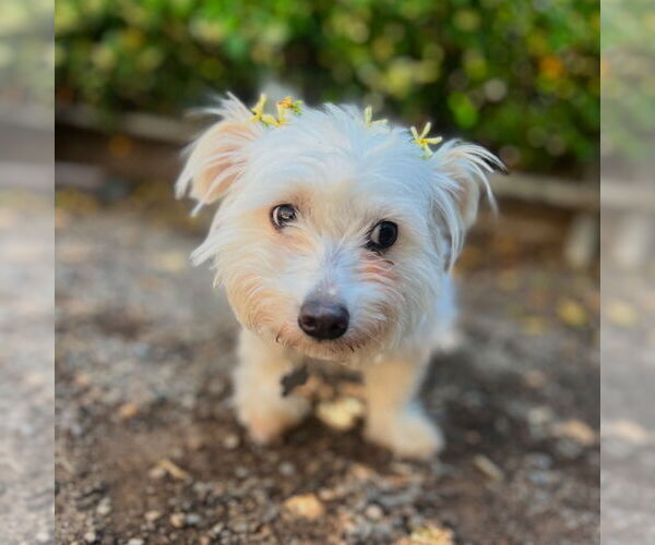 Medium Photo #1 Maltese-Unknown Mix Puppy For Sale in W Hollywood, CA, USA