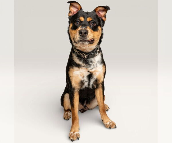 Medium Photo #1 Rottweiler-Unknown Mix Puppy For Sale in Rowlett, TX, USA