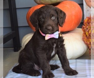 Labradoodle Puppy for sale in COSHOCTON, OH, USA