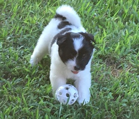 American Eskimo Dog-Havanese Mix Puppy for sale in DEER PARK, TX, USA