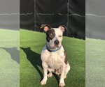 Small #2 American Pit Bull Terrier Mix