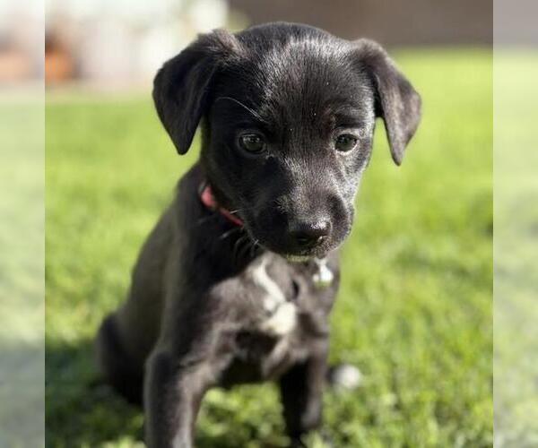 Medium Photo #3 Colonial Cocker Spaniel-Poodle (Miniature) Mix Puppy For Sale in San Diego, CA, USA