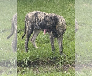 Fila Brasileiro Puppy for sale in ROSHARON, TX, USA