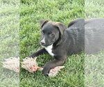 Small #5 Labrador Retriever Mix