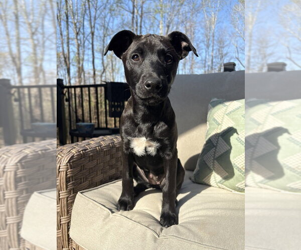 Medium Photo #5 Redbone Coonhound-Unknown Mix Puppy For Sale in Mooresville, NC, USA