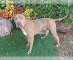 Small American Pit Bull Terrier