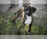Small #7 Boxer