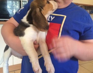 Beagle Dogs for adoption in ALVA, FL, USA