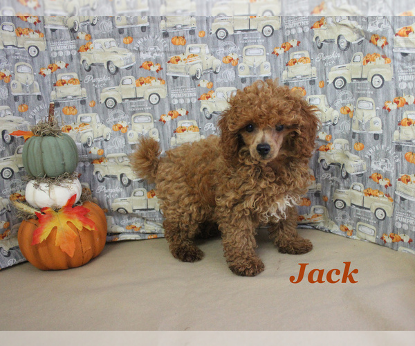 Medium Photo #11 Poodle (Toy) Puppy For Sale in CHANUTE, KS, USA